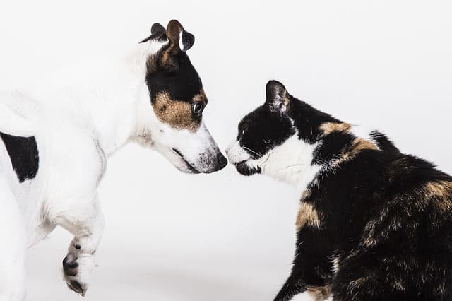 CBD für Hunde und Katzen, Mögliche Nebenwirkungen und Anzeichen einer Überdosierung, Canna Oil Informationen