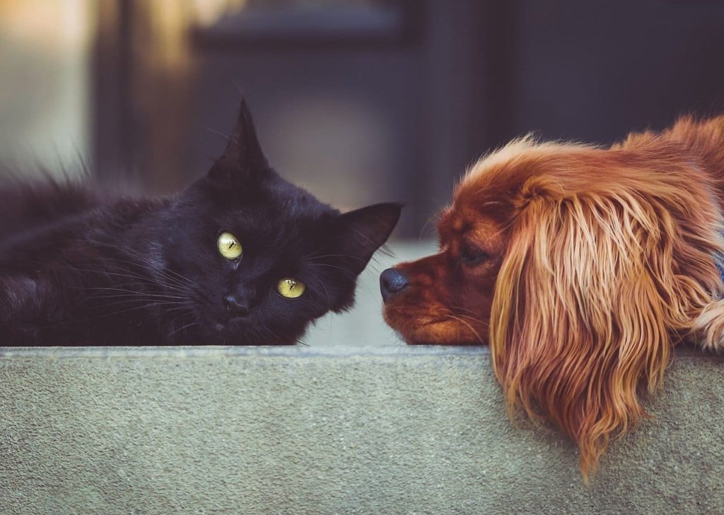 Huile de CBD pour les animaux de compagnie : Pourquoi et comment donner du  CBD à votre chat ou à votre chien ?