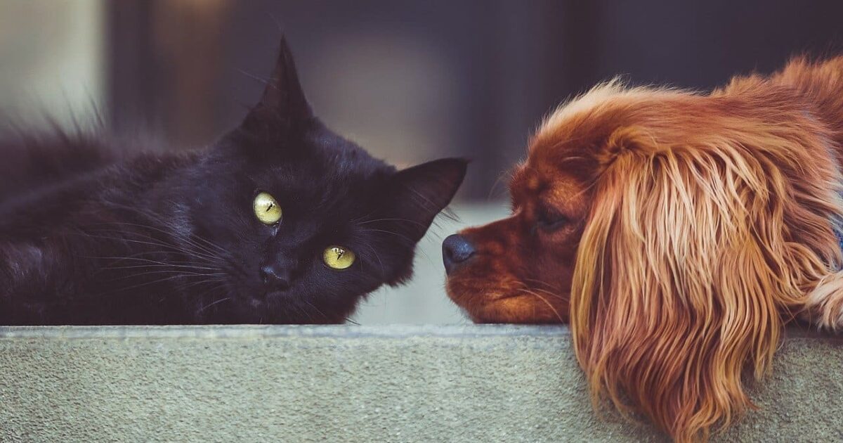 Dosierungsanleitung für Hunde und Katzen, CBD-Öl, was ist zu beachten, Canna Oil Informationen