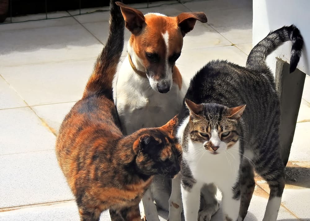 Hunde und Katzen