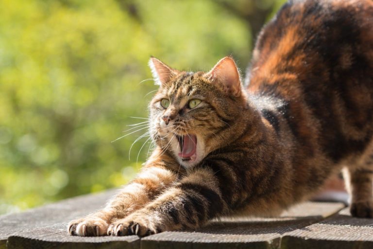 Katzen und Terpene, Katzen können Terpene nicht verstoffwechseln!, Canna Oil Informationen