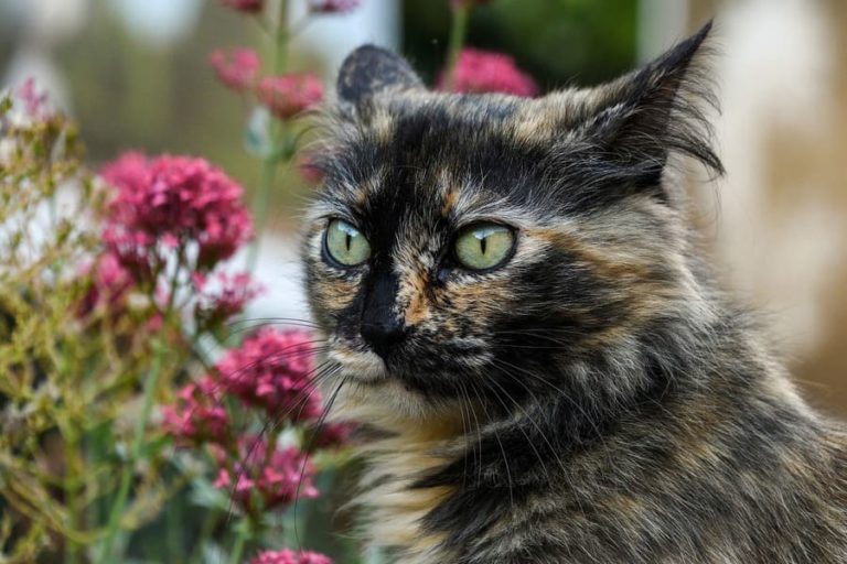 CBD - Öl für Katzen und Phenole (auch giftig für Katzen!), Canna Oil Informationen