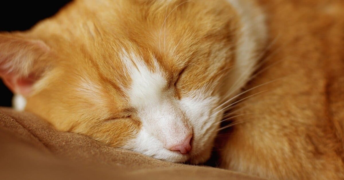 Erbrechen durch CBD-Öl bei Hund, oder Katze? Das ist äußerst selten der Fall und kommt in der Regel nur unter folgenden Voraussetzungen vor: Canna Oil Informationen