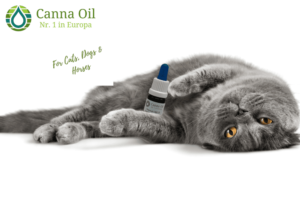 Canna Oil CBD oil for your cat, testimonials: CBD oil for cats