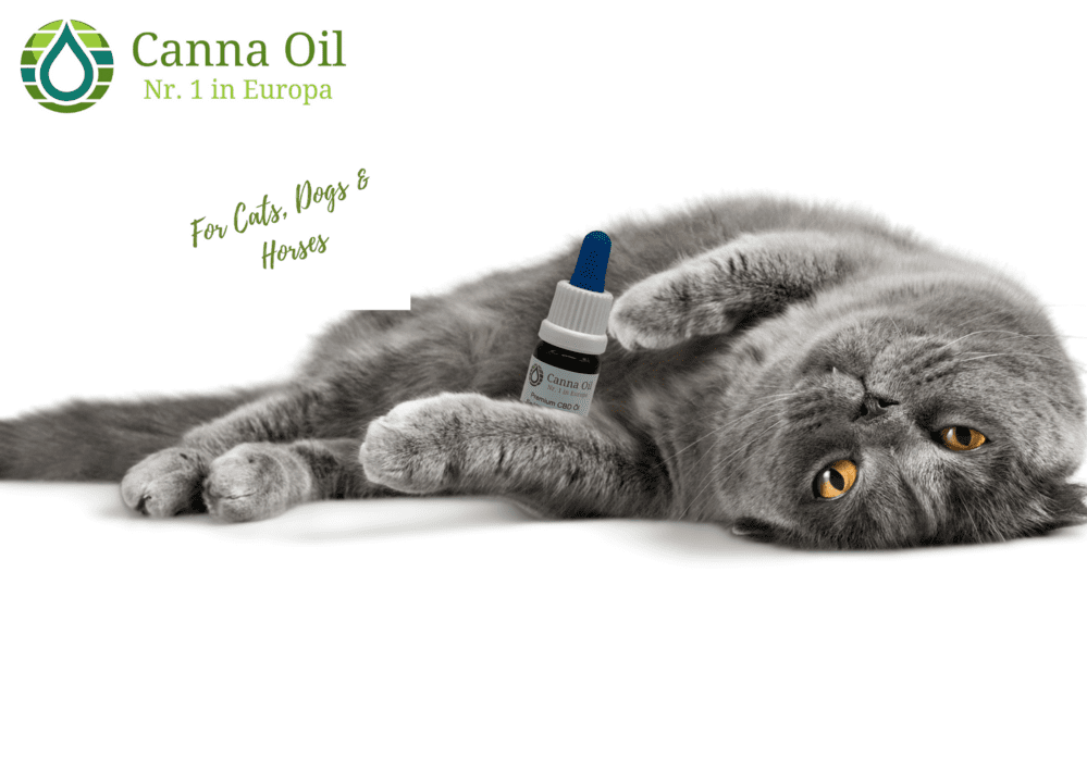 Le CBD (cannabis LEGAL) pour les chats