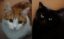 CBD-Öl bei Spondylose und Vergesellschaftung der Katzen Polly und Salem, Erfahrungsbericht, Canna Oil