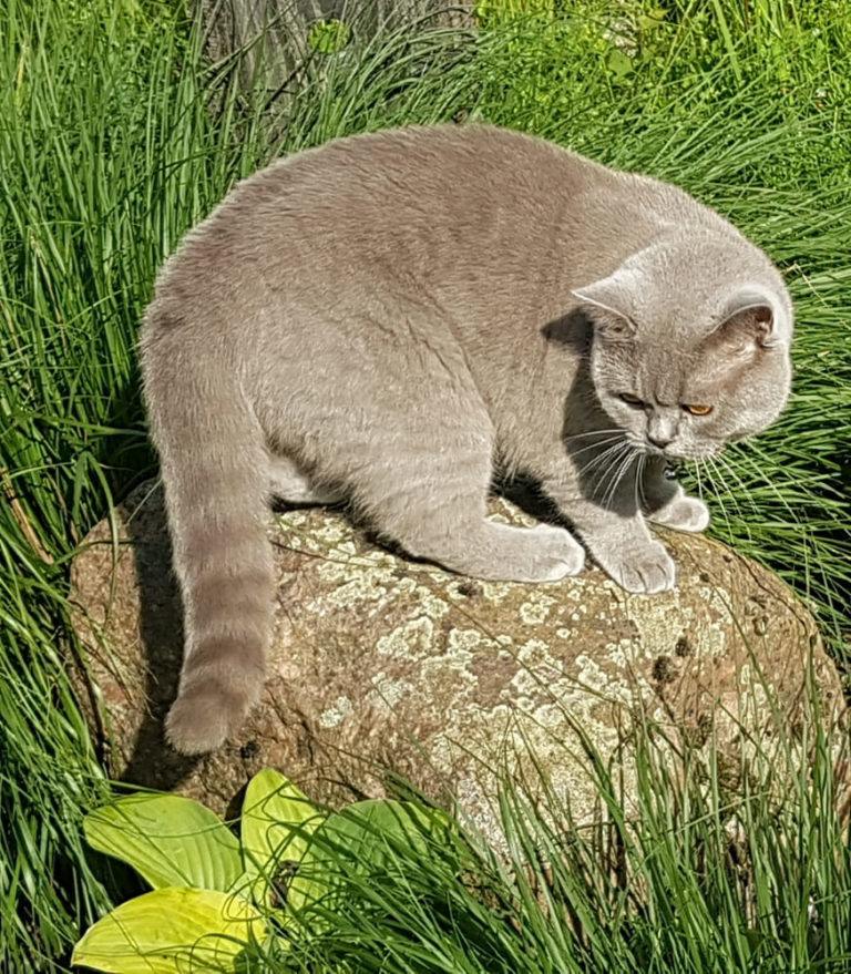 CBD-Öl bei Schreckhaftigkeit und Ängsten -Katze Amy -Erfahrungsbericht von Ellen W.