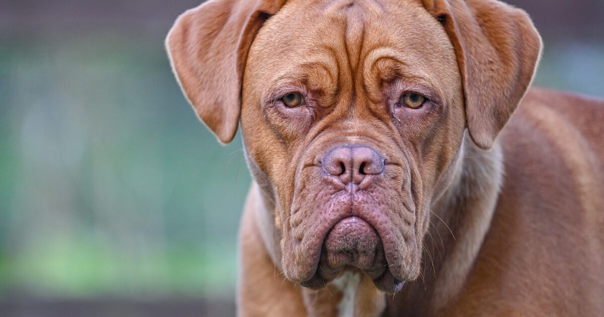 Beschreibung Vollspektrumöl für Hunde