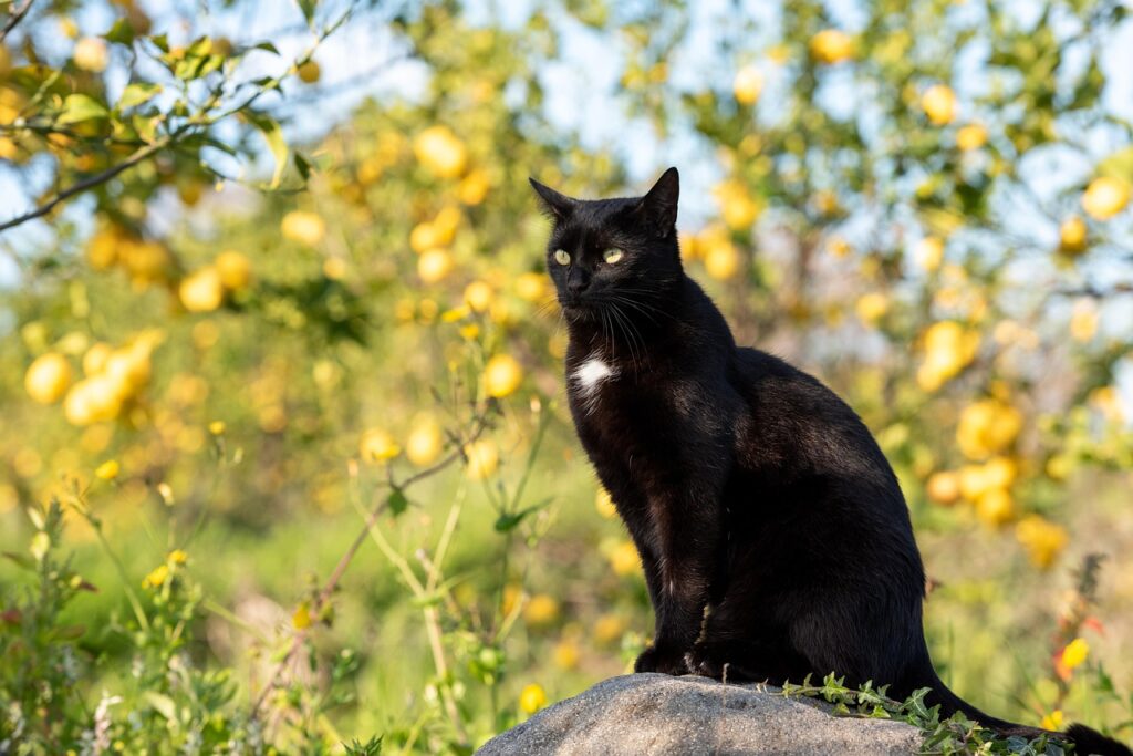 Blutspende bei Katzen – was bei CBD Gabe zu beachten ist
