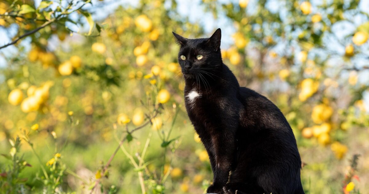 Blutspende bei Katzen – was bei CBD Gabe zu beachten ist