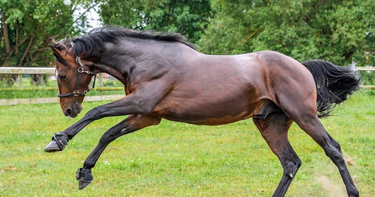 CBD Öl für Pferde – Natürliche Unterstützung mit den DUO Ölen von Canna Oil