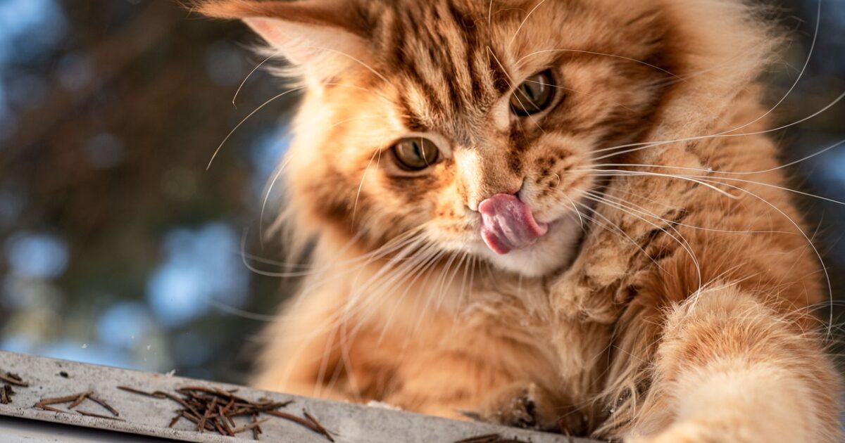 CBD Öl und Darmgesundheit beim Haustier