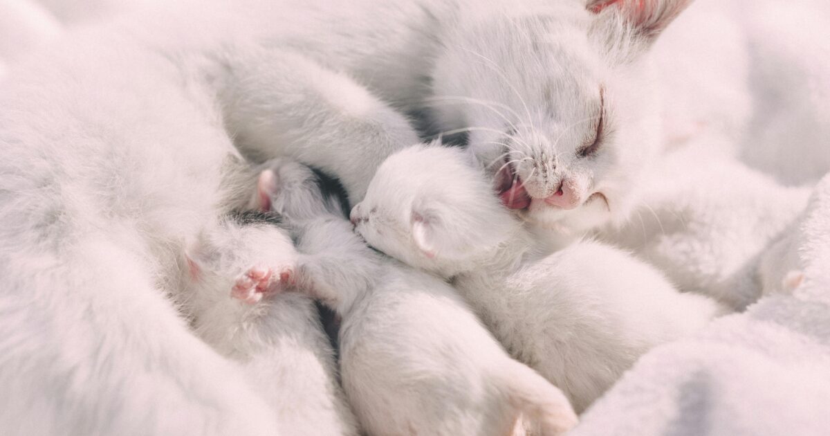 CBD für trächtige Tiere geeignet?