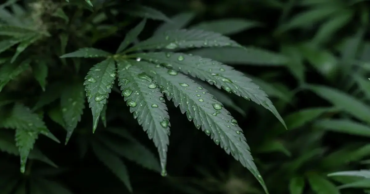CBD und Cannabis