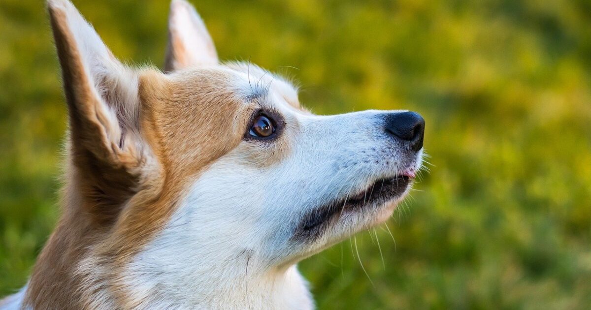 Die Geschichte von CBD in der Veterinärmedizin