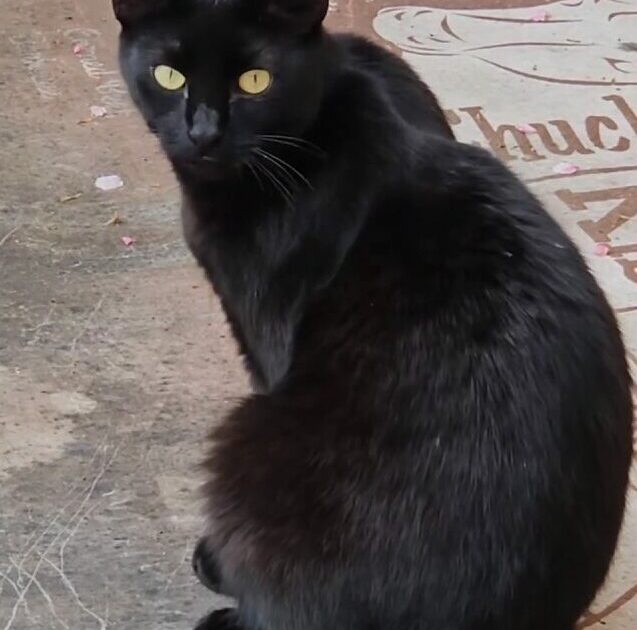 Erfahrungsbericht Rolling Skin Syndrom Kater Lemmy Tamara E
