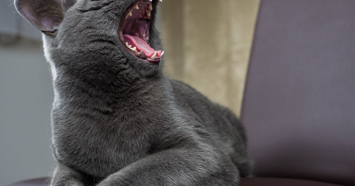 FORL bei Katzen, wie kann CBD unterstützen?, Canna Oil