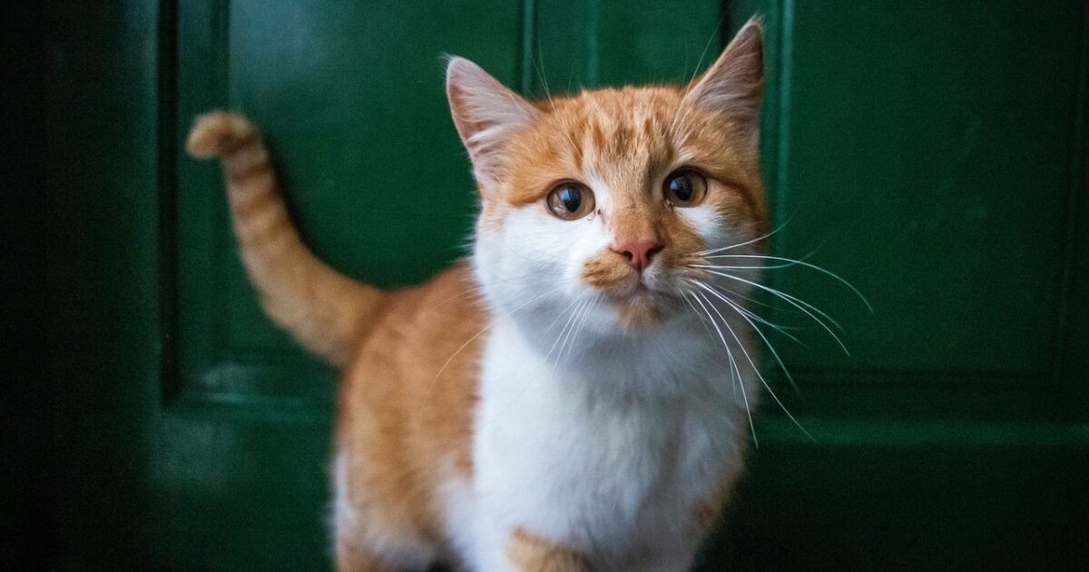 Feline Kinnakne
