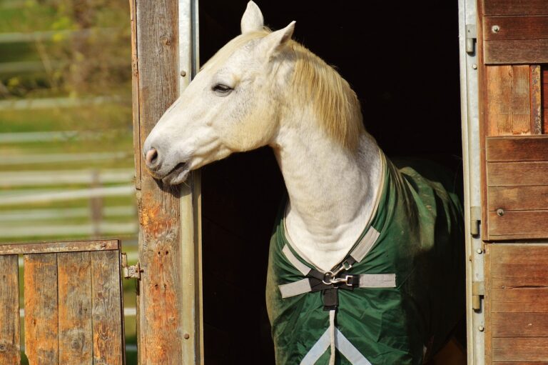 Headshaking Syndrom beim Pferd