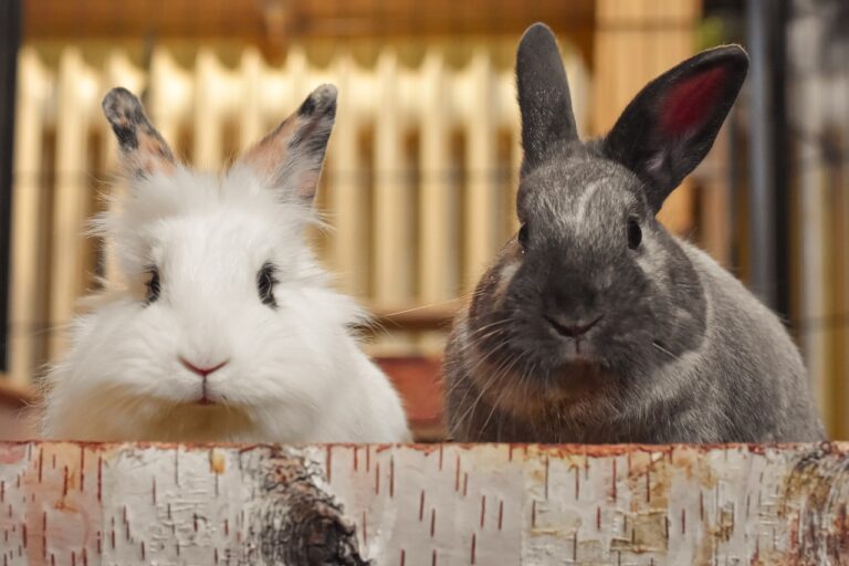Kaninchen und Terpene Vorsicht ist geboten Canna Oil CBD Ratgeber