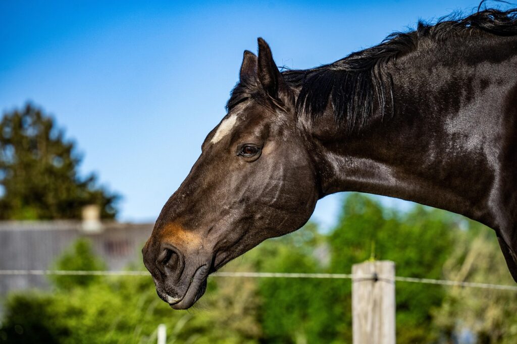 Kissing Spines beim Pferd