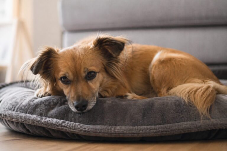 Hund liegt ruhig in einem Körbchen und zeigt Anzeichen von Schmerzen und Erschöpfung