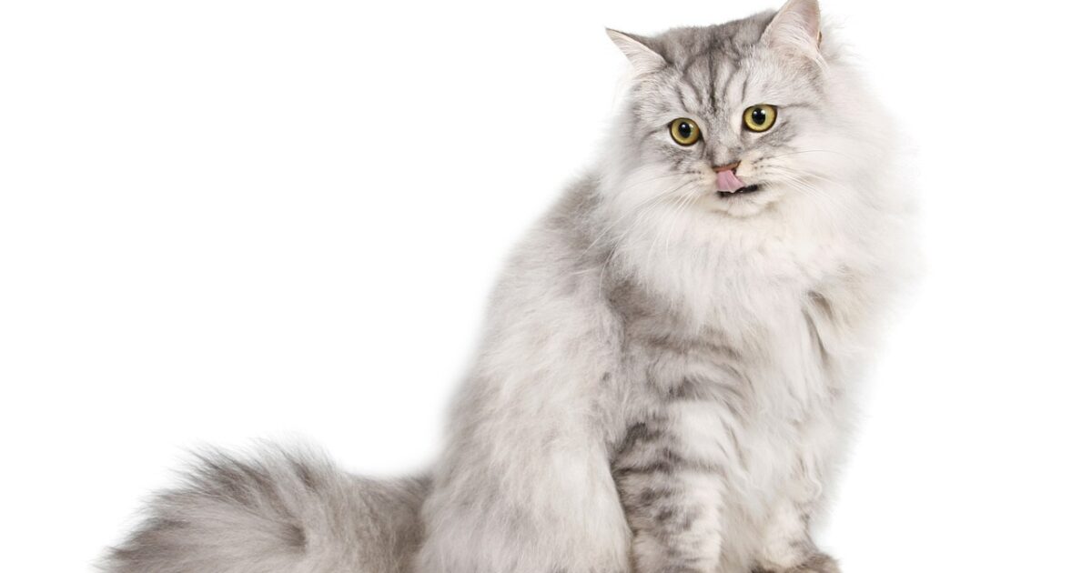 Spondylose bei Hunden und Katzen