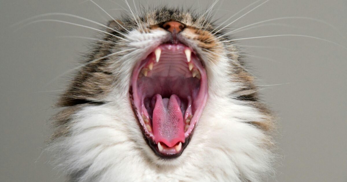 Stomatitis bei Katzen und Hunden Wie kann CBD Öl helfen