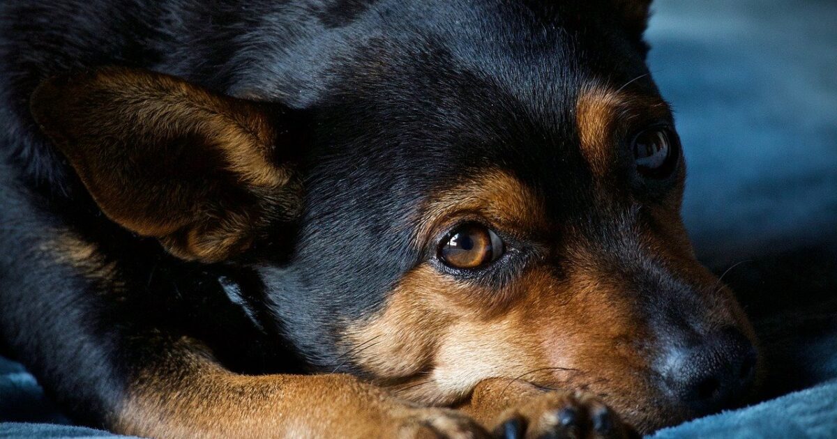 Warum CBD den Tierarzt und Medikamente nicht ersetzt