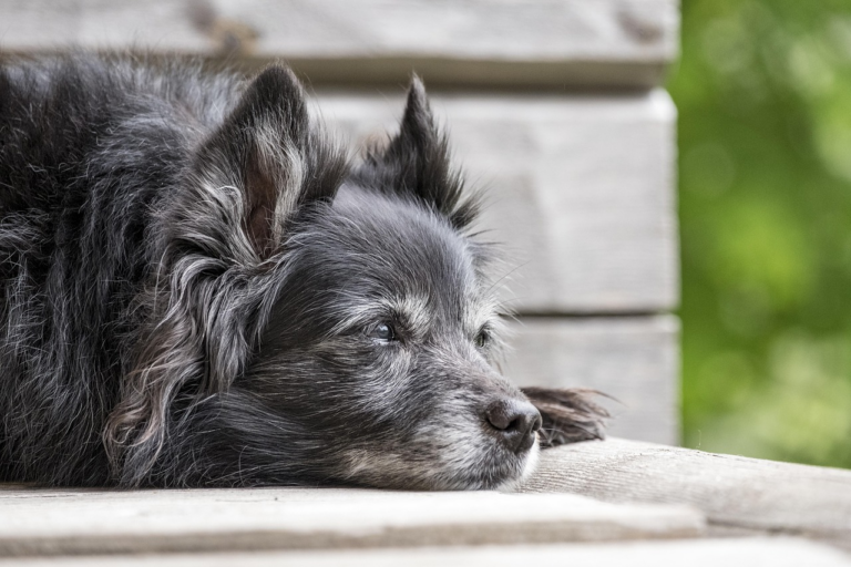 Älterer Hund mit grauer Schnauze liegt entspannt auf einer Holzbank