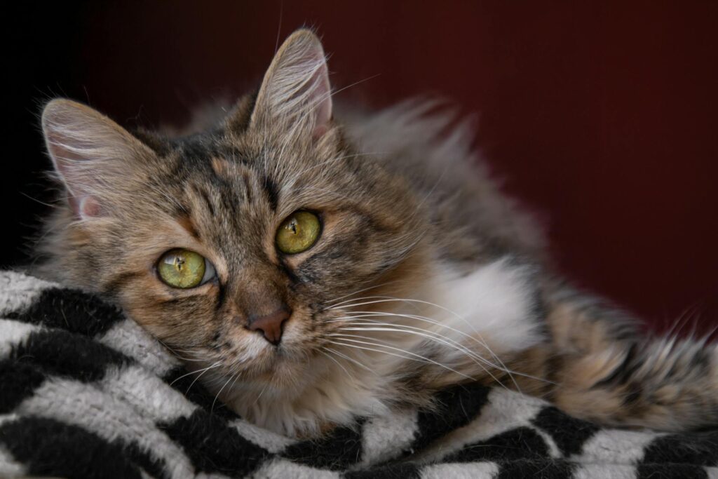 Warum die Stimmung des Halters bei der Gabe von CBD Öl für Haustiere entscheidend ist