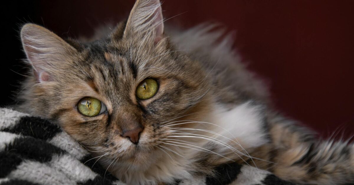 Warum die Stimmung des Halters bei der Gabe von CBD Öl für Haustiere entscheidend ist