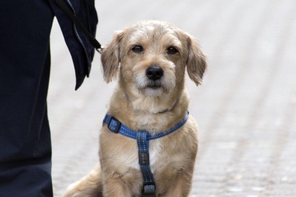 Was Leinenstress bei Hunden wirklich bedeutet