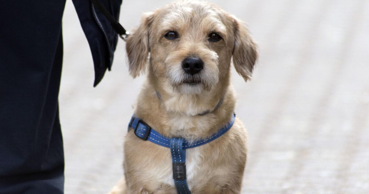 Was Leinenstress bei Hunden wirklich bedeutet
