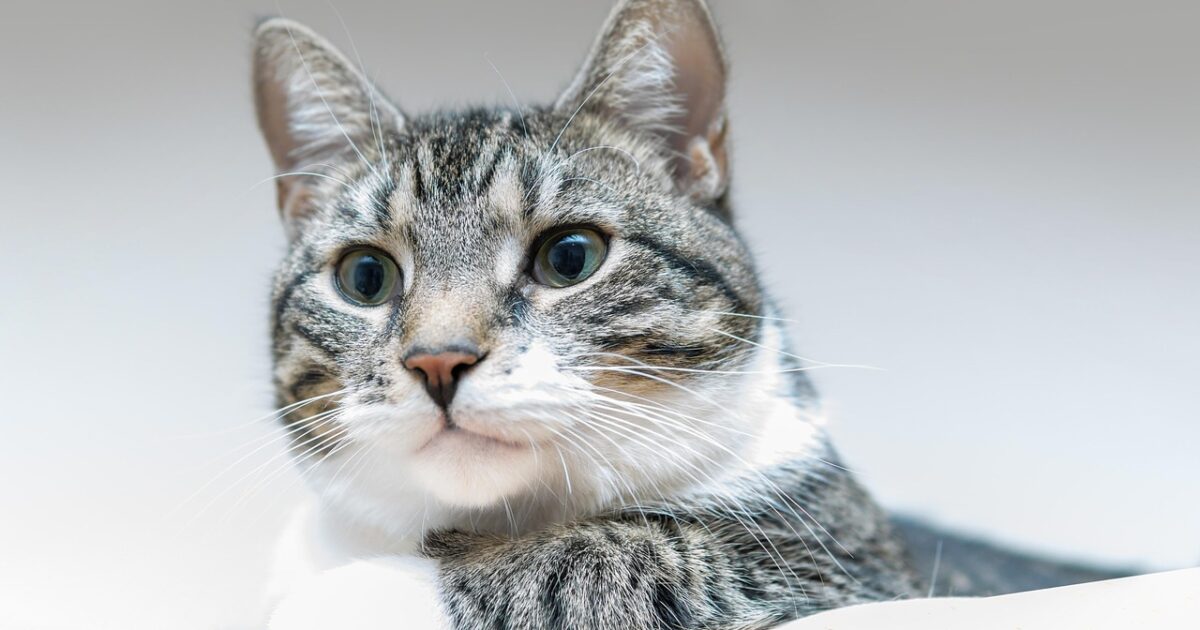 Wie CBD bei Katzenschnupfen helfen kann