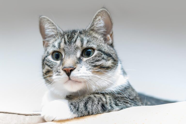 Wie CBD bei Katzenschnupfen helfen kann
