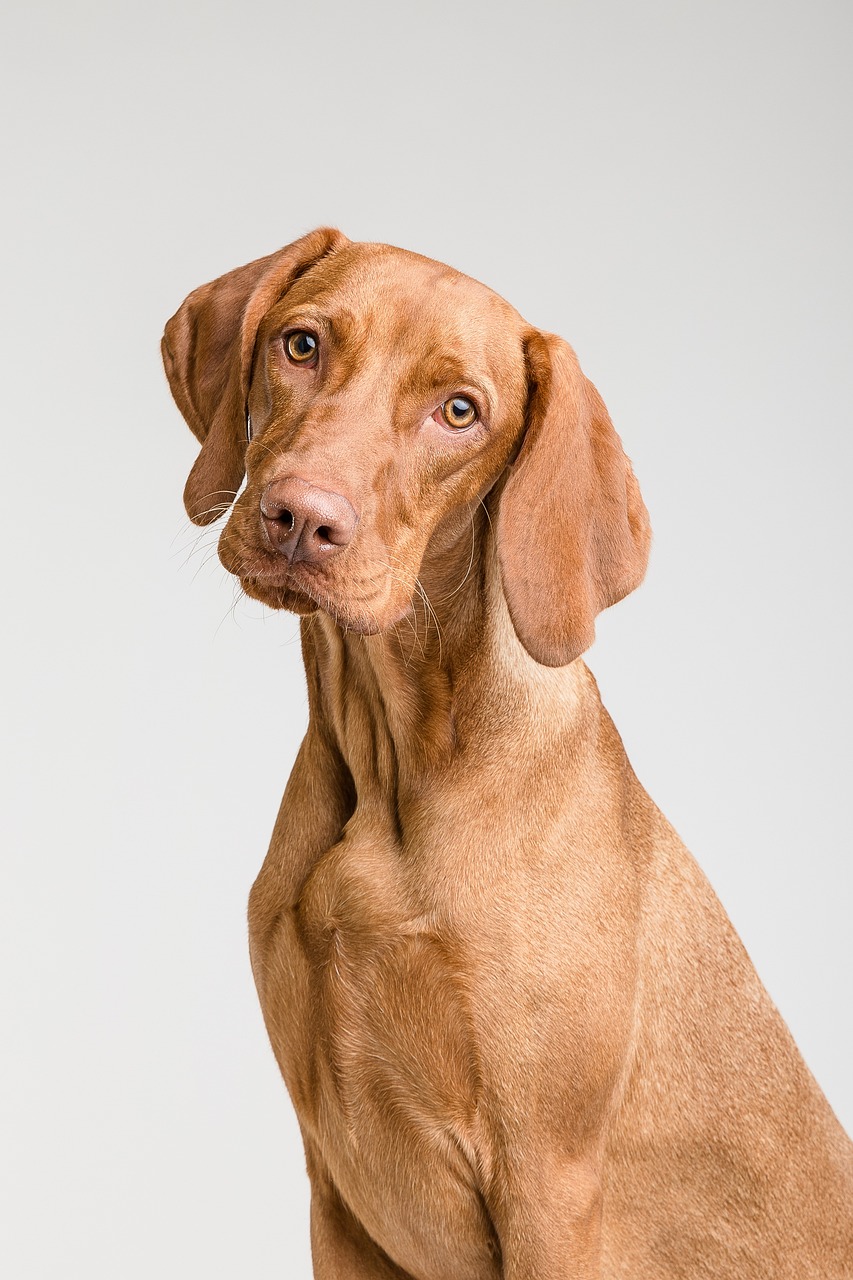 CBD für Hunde