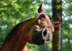 CBD per animali domestici, in quali aree viene utilizzato e cosa bisogna considerare? Informazioni, olio di cannabis