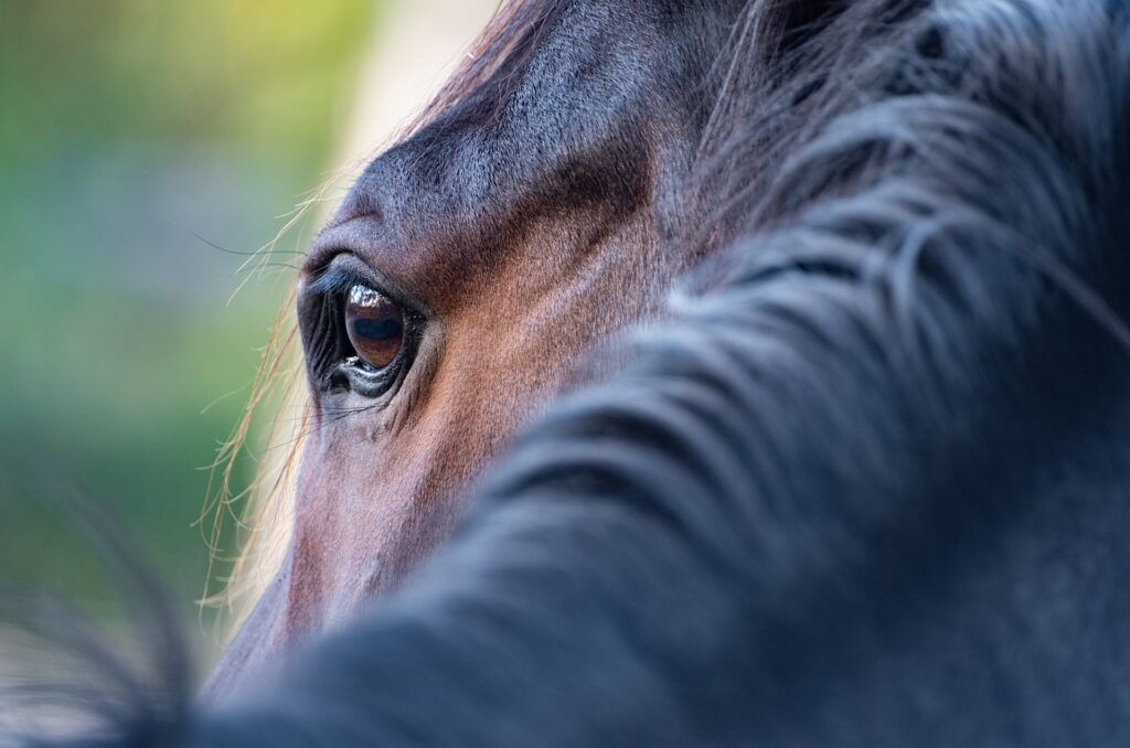 Kann CBD Pferden helfen, die unter Stresssymptomen leiden? Canna Oil Informationen